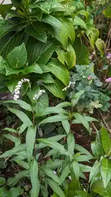 愛染寺(京都府)