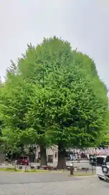武州白子熊野神社(埼玉県)