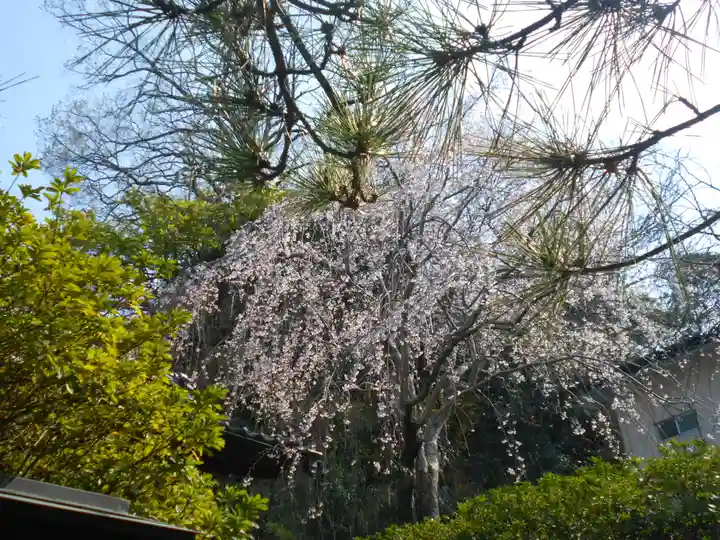 安國論寺(安国論寺)の自然