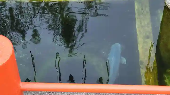息栖神社の動物