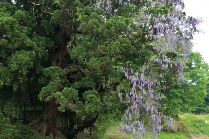 熊野大権現堂の自然