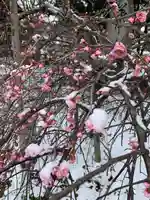 赤嵜神社の自然