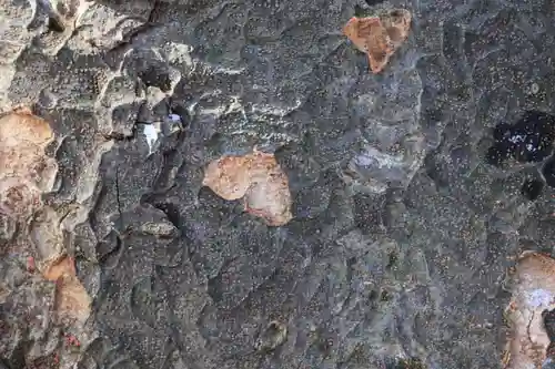 愛宕神社の自然