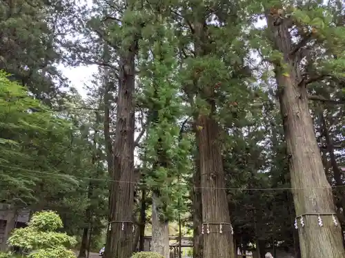 河口浅間神社の自然