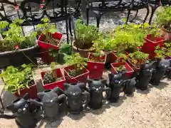 今戸神社の狛犬