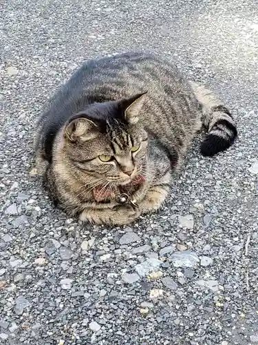 前玉神社の動物