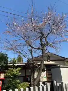 總社 和田八幡宮の自然(2021年03月24日(水) 15時17分55秒投稿)
