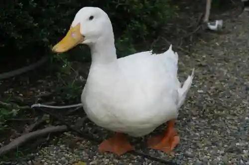 神泉苑(京都府)