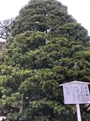 賀茂御祖神社（下鴨神社）(京都府)