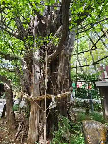 稲毛神社(神奈川県)