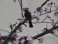 三輪神社の動物