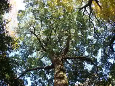 夜都伎神社の自然
