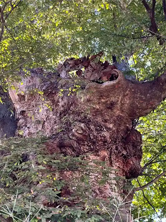 犬塚・犬塚の欅(滋賀県)