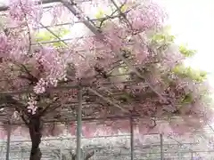 藤尾八幡神社の自然