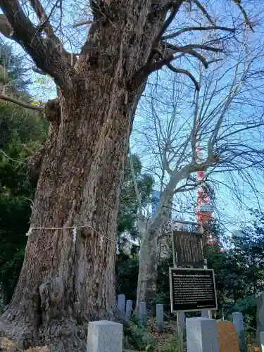 芝東照宮の{uncategorized: "未分類", other: "その他", undefined: "問題あり", building: "その他建物", grave: "お墓", sacred_gate: "鳥居", guardian: "狛犬", statue: "像", buddha: "仏像", history: "歴史", nature: "自然", garden: "庭園", animal: "動物", pagoda: "塔", temizu: "手水舎", mountain_gate: "山門・神門", sanctuary: "本殿・本堂", subordinate: "末社・摂社", art: "芸術", scenery: "景色", jizo: "地蔵", ema: "絵馬", goshuin: "御朱印", omikuji: "おみくじ", items: "授与品その他", amulet: "お守り", goshuincho: "御朱印帳", eats: "食事", festival: "お祭り", votive_dance: "神楽", shichigosan: "七五三参", wedding: "結婚式", experience: "体験その他", initially: "初詣", around: "周辺", anti_infection: "感染症対策"}