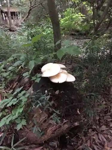 諏訪八幡神社の自然