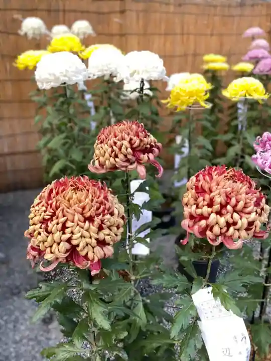 秩父神社の自然