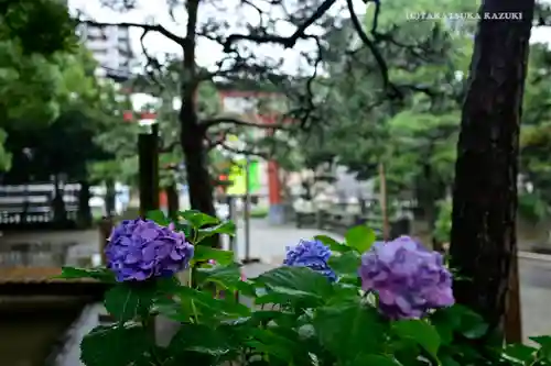 平塚八幡宮の自然