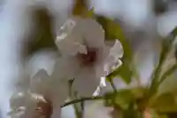 太田姫稲荷神社の自然