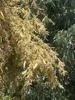 国宝 大法寺(長野県)