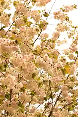 金櫻神社(山梨県)