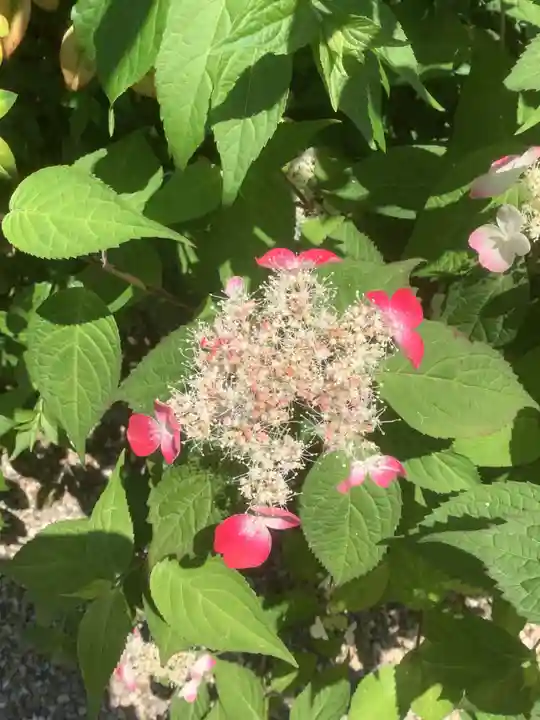 三輪神社の自然