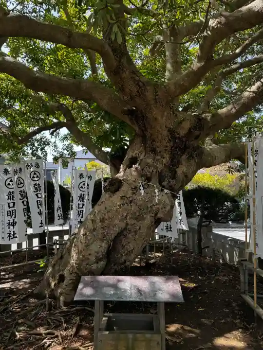 龍口明神社の{uncategorized: "未分類", other: "その他", undefined: "問題あり", building: "その他建物", grave: "お墓", sacred_gate: "鳥居", guardian: "狛犬", statue: "像", buddha: "仏像", history: "歴史", nature: "自然", garden: "庭園", animal: "動物", pagoda: "塔", temizu: "手水舎", mountain_gate: "山門・神門", sanctuary: "本殿・本堂", subordinate: "末社・摂社", art: "芸術", scenery: "景色", jizo: "地蔵", ema: "絵馬", goshuin: "御朱印", omikuji: "おみくじ", items: "授与品その他", amulet: "お守り", goshuincho: "御朱印帳", eats: "食事", festival: "お祭り", votive_dance: "神楽", shichigosan: "七五三参", wedding: "結婚式", experience: "体験その他", initially: "初詣", around: "周辺", anti_infection: "感染症対策"}