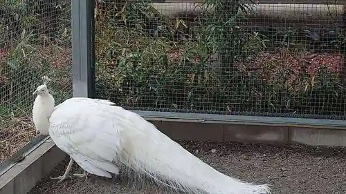 進雄神社(群馬県)