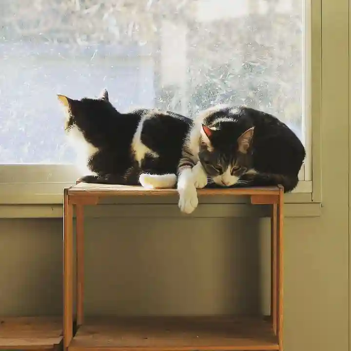 下野大師華蔵寺の動物