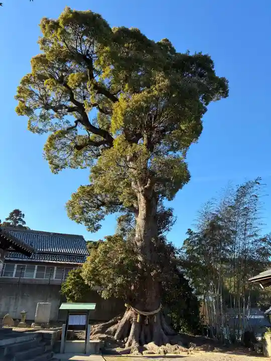 大代諏訪神社(徳島県)