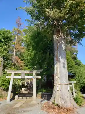 八雲神社(緑町)の鳥居