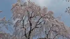 平野神社の自然