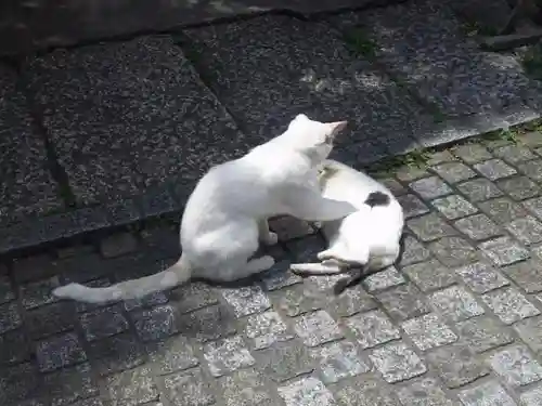 雪塚稲荷神社の動物