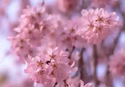 平野神社(京都府)