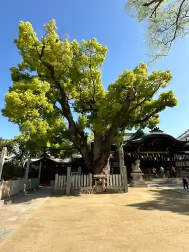 石切劔箭神社の自然