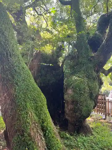 富知六所浅間神社の自然