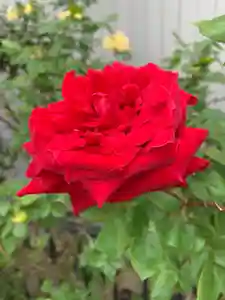 豊景神社の自然(2020年05月19日(火) 06時42分38秒投稿)