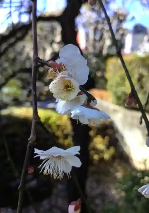東長谷寺 薬王院(東京都)