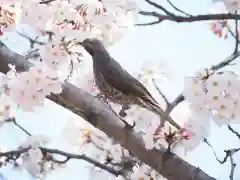 伊勢山皇大神宮の動物