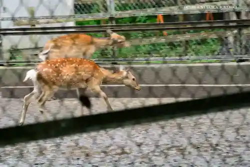 鹿島神宮の動物
