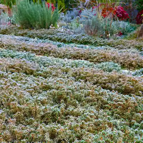 寿量山　速成寺の自然