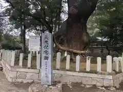 大分八幡宮の自然