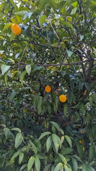 平野神社(京都府)