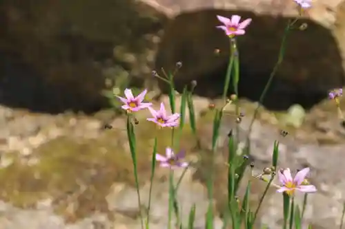 大鏑神社の自然