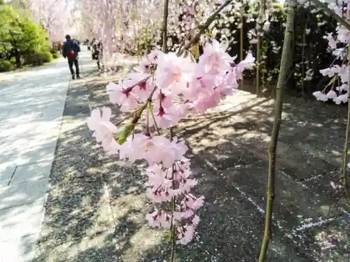 吉祥寺の自然