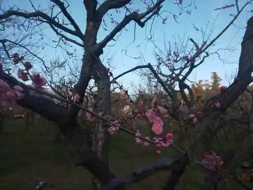 茨城縣護國神社の自然