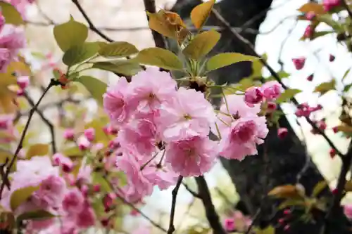 くまくま神社(導きの社 熊野町熊野神社)の自然
