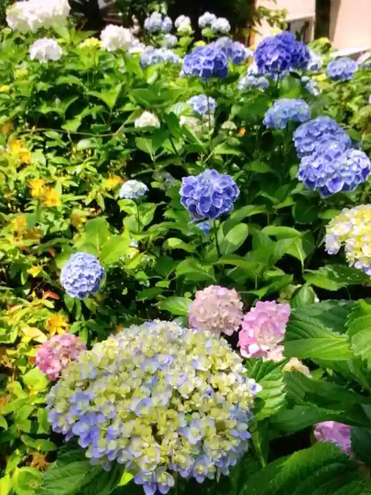 本郷氷川神社(東京都)