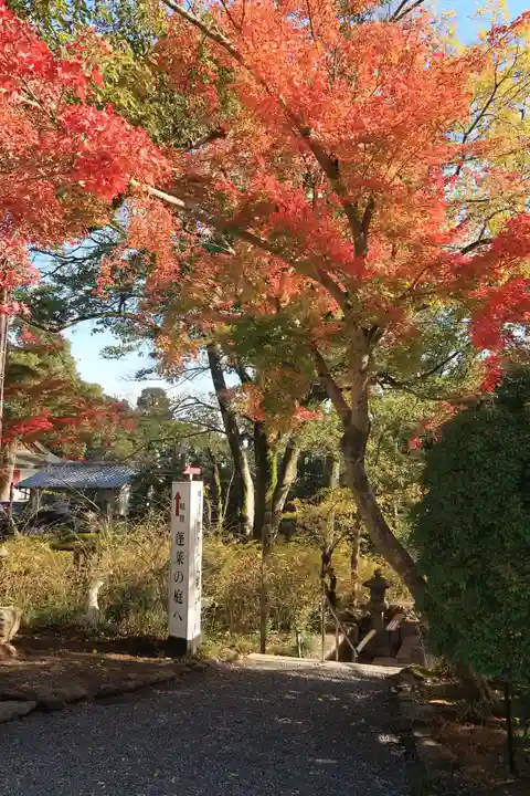 松尾大社の自然