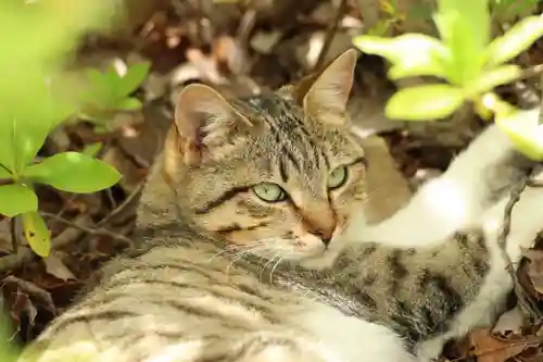 玉野御嶽神社(愛知県)